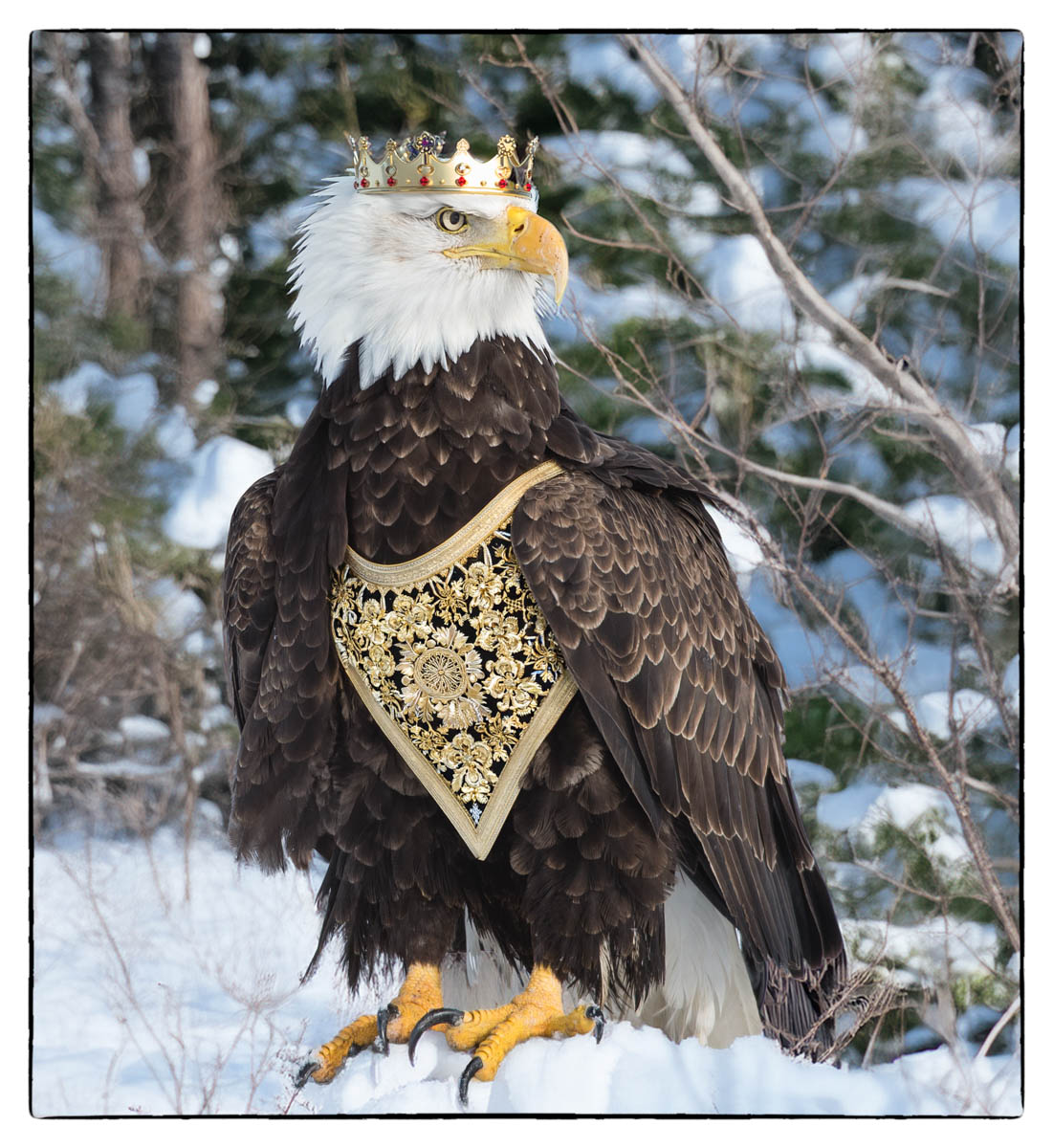 Stanton Dick King Eagle Pictorial   Class A 20260415